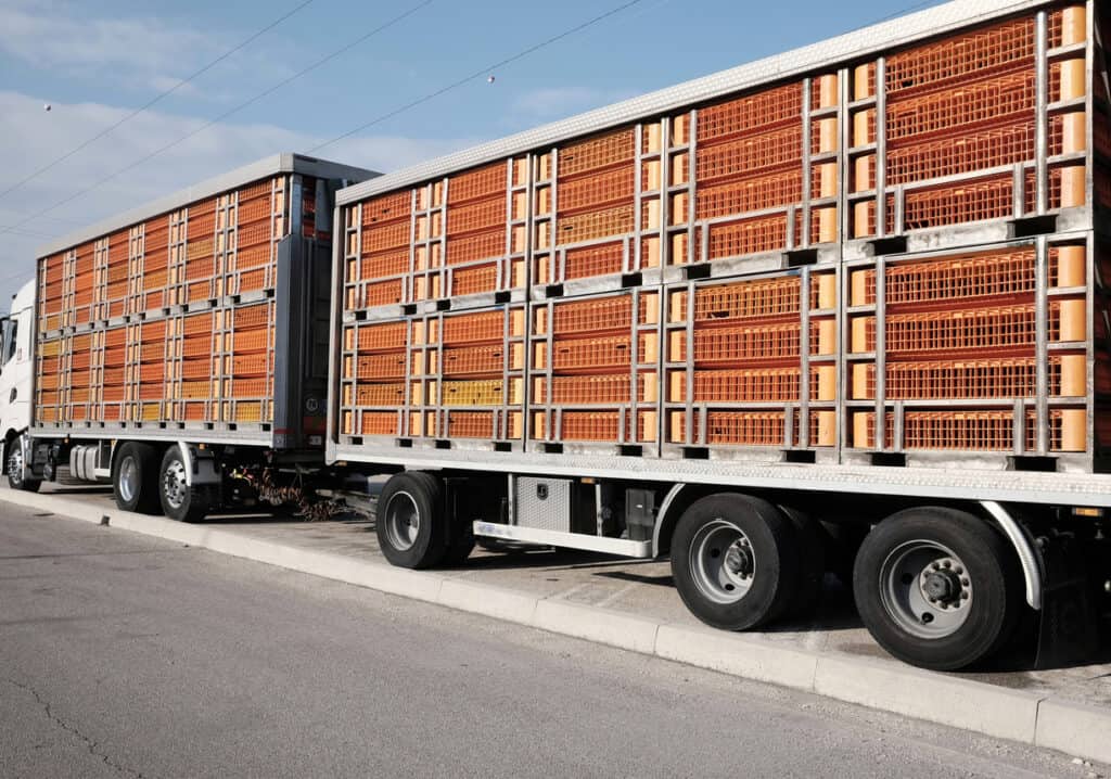 Transporte rodoviário cargas vivas
