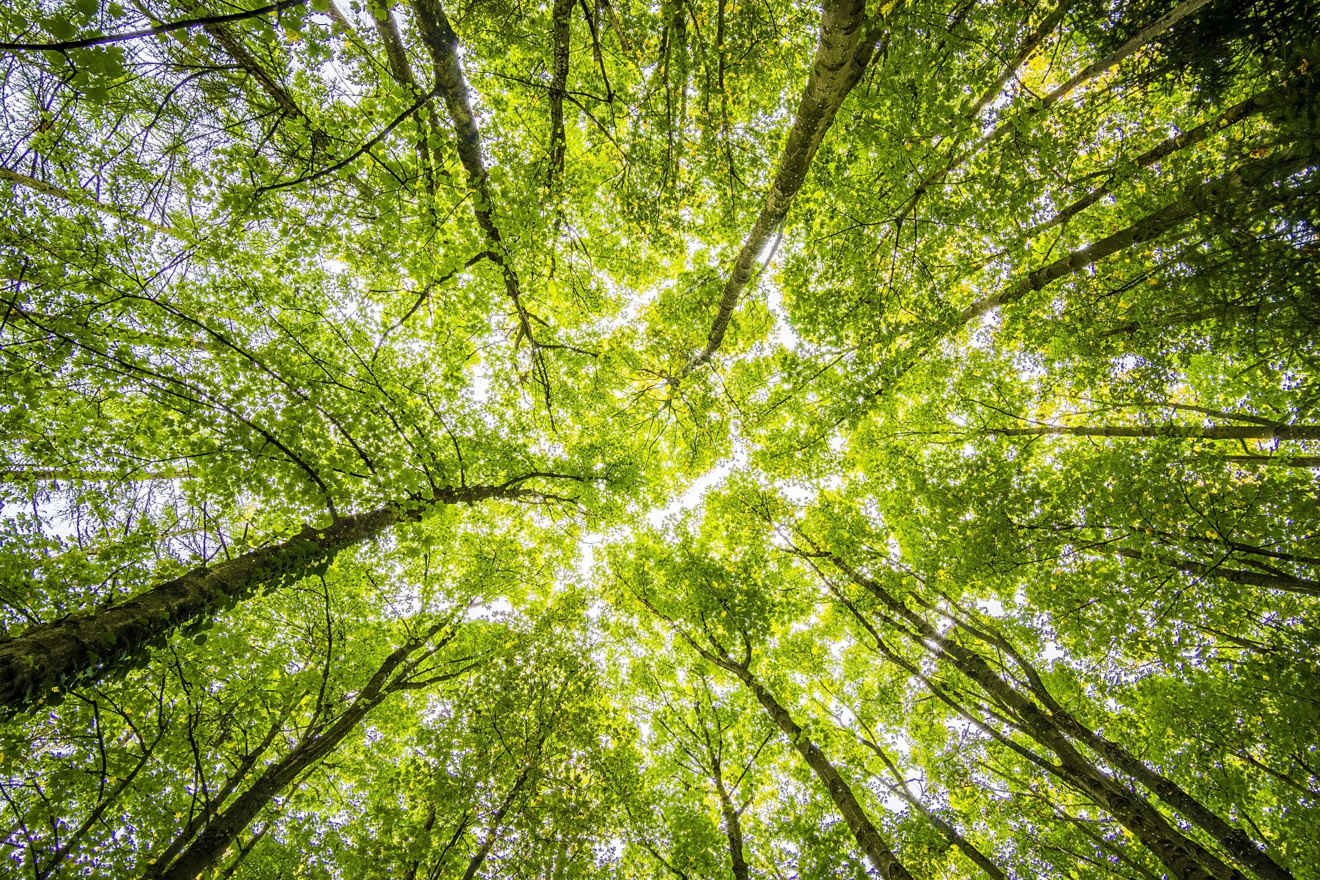 Transformações nas cadeias de suprimento visando a sustentabilidade